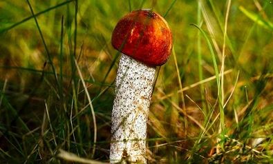 Skuteczne sposoby na zwiększenie głowy penisa