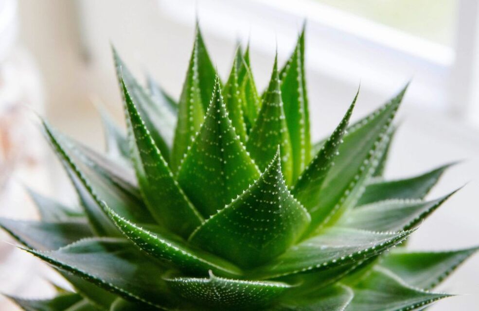 aloes na powiększenie penisa